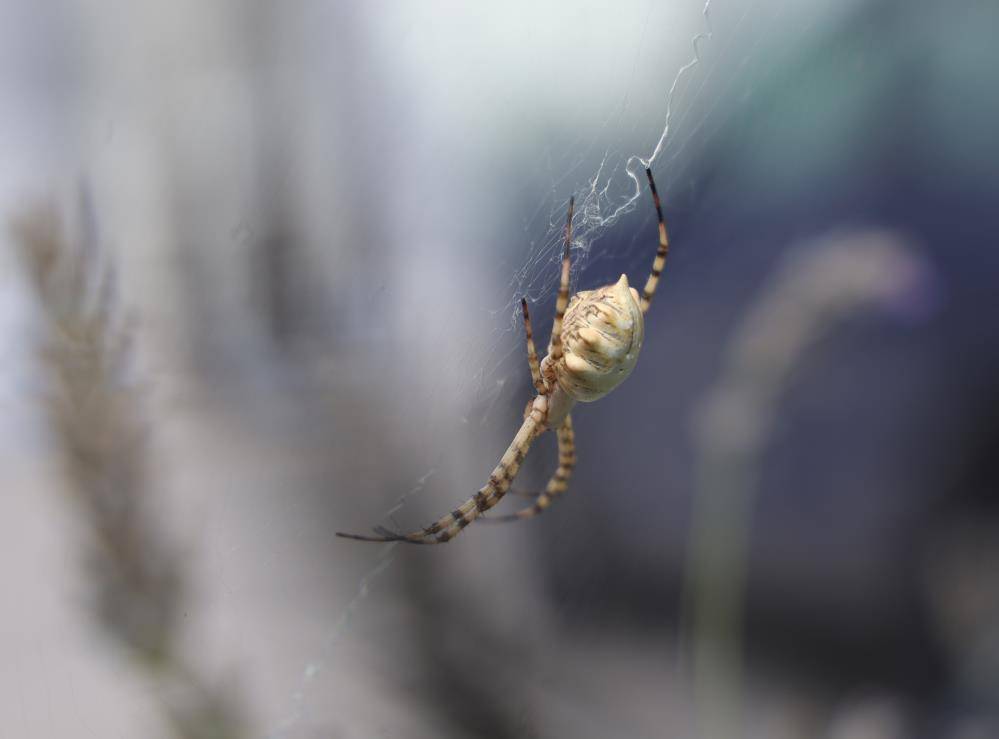 Dünyanın en zehirli örümceklerinden biri Aksaray’da görüldü! Vatandaşlar tedirgin 6